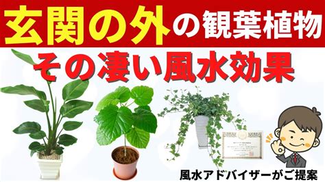 庭院植物風水|風水を生かした庭×外構のコツ15選 【幸運を呼ぶ庭づ。